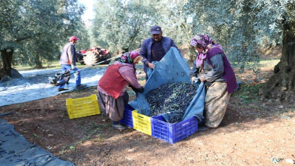 Zeytinyağı ihracatı hızlı gidiyor, ABD’ye ihracat 5 katına ulaştı
