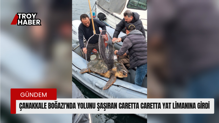 Çanakkale Boğazı’nda yolunu şaşıran caretta caretta yat limanına girdi