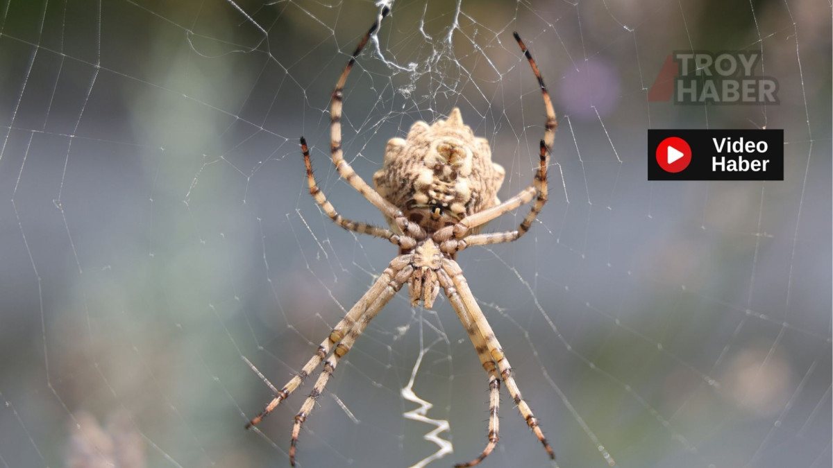 Dünyanın en zehirli örümceklerinden biri Türkiye'de görüldü